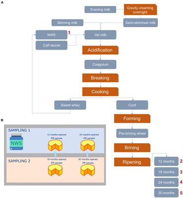 Cultivable microbial diversity, peptide profiles, and bio-functional properties in Parmigiano Reggiano cheese
